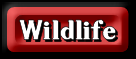 Wildlife Facts and Wildlife Conservation Facts for Students